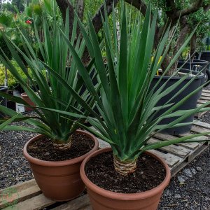 Dracéna (Dracaena) ´DRACO´ - výška: 60-90 cm, výška kmeňa: 10-20 cm, kont. C20L (-5°C)